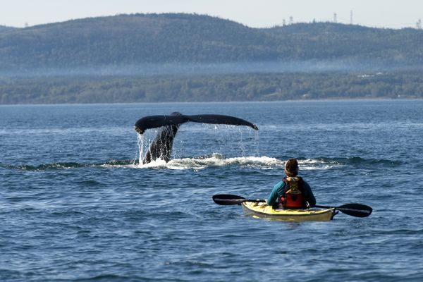 Whale Watching in Canada | First Class Holidays